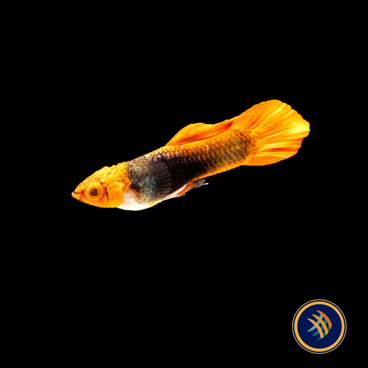 Fancy Guppy Pair Tuxedo Koi | Livebearers | Largest Tropical Fish Selection at Your Local Fish Store
