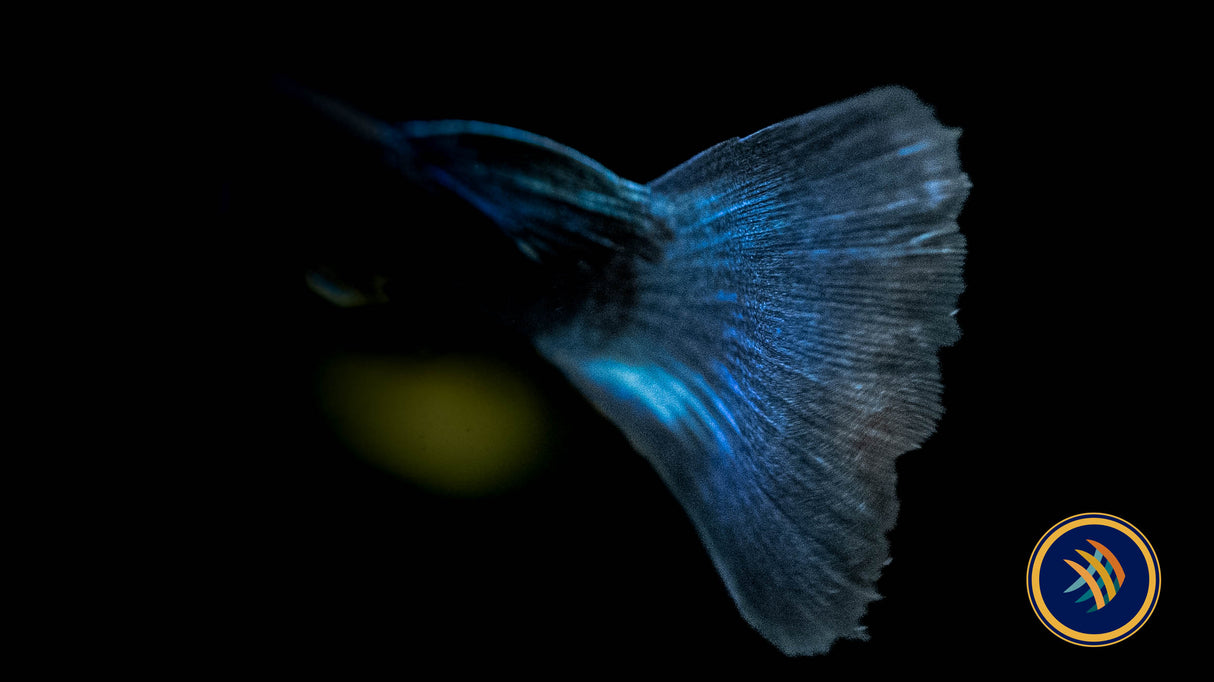 Fancy Guppy Pair Green Moscow (Poecilia reticulata) | Livebearers | Largest Tropical Fish Selection at Your Local Fish Store