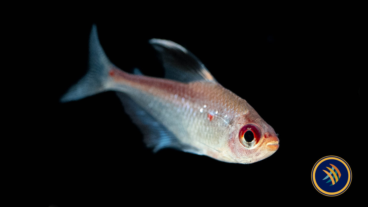 Flame Back Bleeding Heart Tetra (hyphessobrycon Pyrrhonotus) Med-Large (Aquarium Glaser) | Tetras Rasboras & Pencilfish | Largest Tropical Fish Selection at Your Local Fish Store