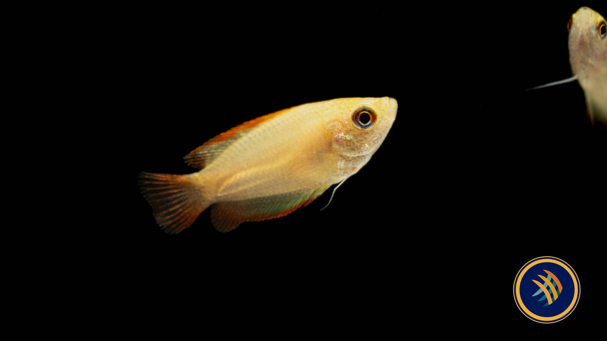 Flame Honey Gourami (Colisa Chuna) Medium (Aquarium Glaser) | Cichlids Badis & Gouramis | Largest Tropical Fish Selection at Your Local Fish Store