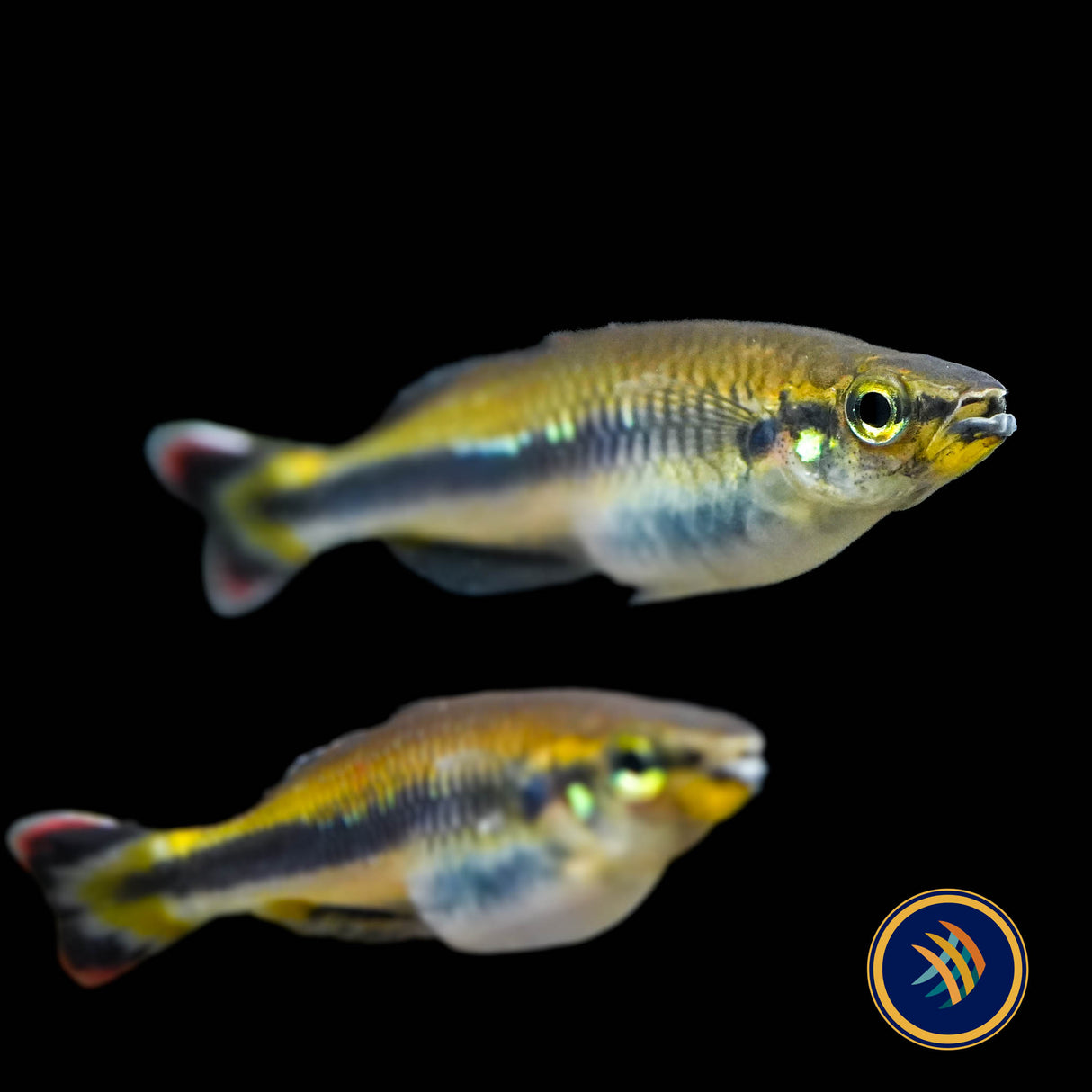 Geay's Rainbowfish (Bedotia Geayi)