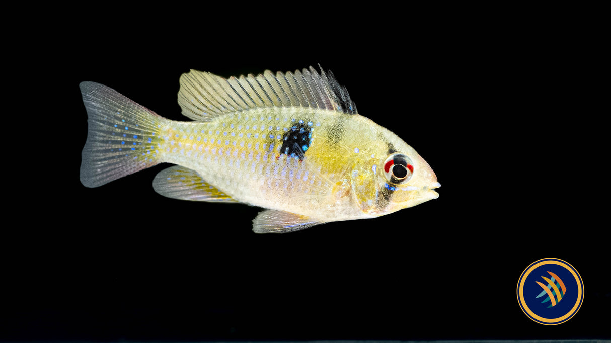 German Blue Ram (Aquarium Glaser) | Cichlids Badis & Gouramis | Largest Tropical Fish Selection at Your Local Fish Store