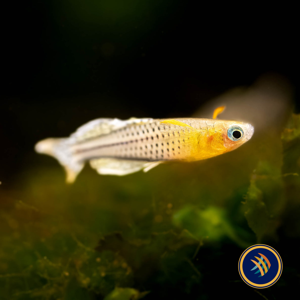 Gertrude's Rainbow Aru II (Pseudomugil Gertrudae Aru II) Locally Bred | Rainbowfish Killifish & Danios | Largest Tropical Fish Selection at Your Local Fish Store