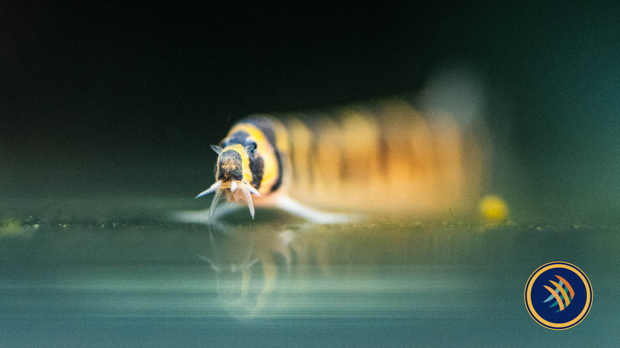 Giant Kuhlii (Pangio myersi) 4cm | Catfish Loaches & Plecos | Largest Tropical Fish Selection at Your Local Fish Store