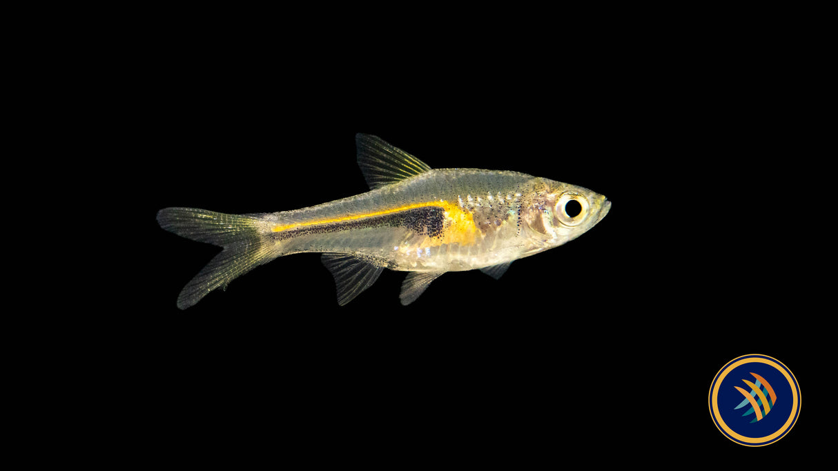 Glowlight Rasbora (Trigonostigma hengeli) 2-2.5cm | Tetras Rasboras & Pencilfish | Largest Tropical Fish Selection at Your Local Fish Store