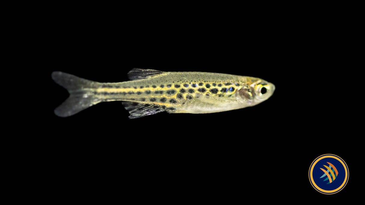 Gold Ring Danio (Danio tinwini) | Rainbowfish Killifish & Danios | Largest Tropical Fish Selection at Your Local Fish Store
