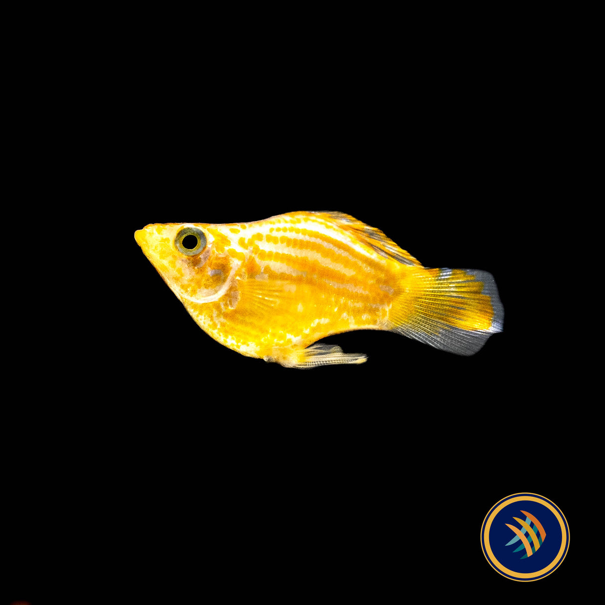 Gold Balloon Molly 3cm | Livebearers | Largest Tropical Fish Selection at Your Local Fish Store