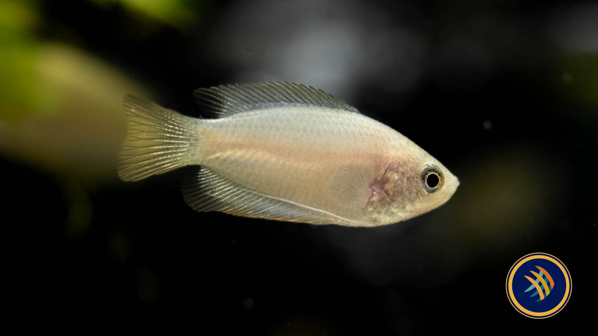 Gold Honey Gourami (Colisa Chuna) Large /X-large (Aquarium Glaser) Very Nice | Cichlids Badis & Gouramis | Largest Tropical Fish Selection at Your Local Fish Store