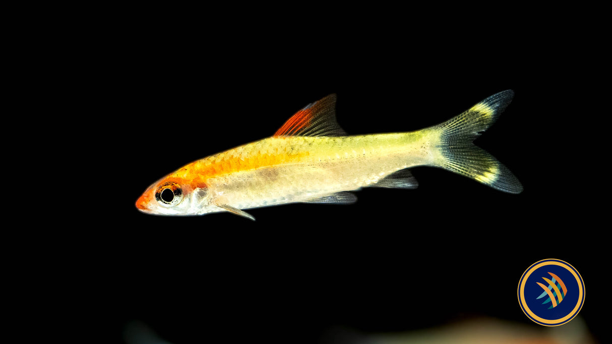 Denison Barb Golden (Red Striped Torpedo Barb) Sahyadria denisoni 5cm + | Goldfish Barbs & Minnows | Largest Tropical Fish Selection at Your Local Fish Store