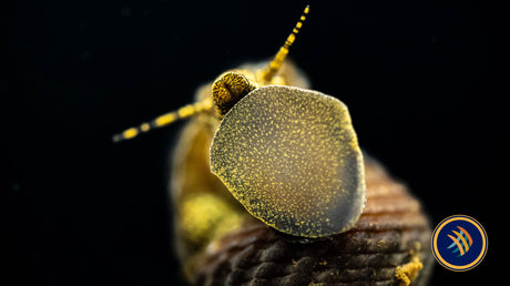 Golden Yellow Spotted Rabbit Snail (Tylomelania towutica)