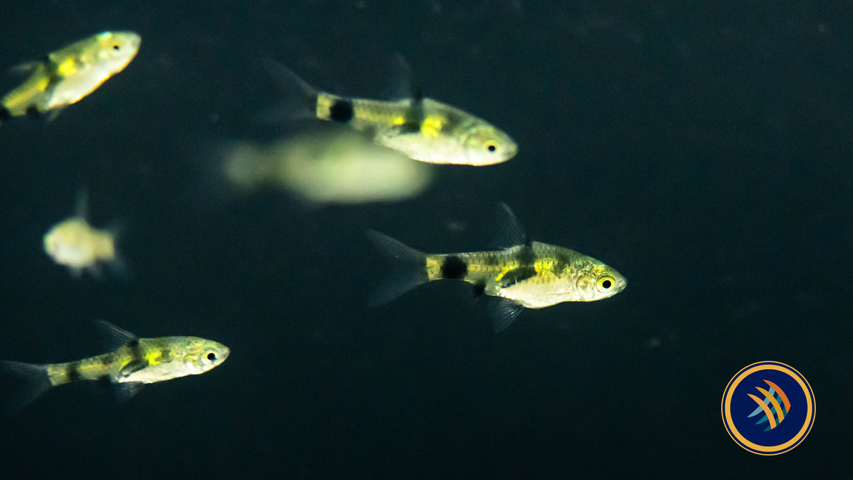 Golden Dwarf Barb Barbus Gelius 2-3cm | Goldfish Barbs & Minnows | Largest Tropical Fish Selection at Your Local Fish Store