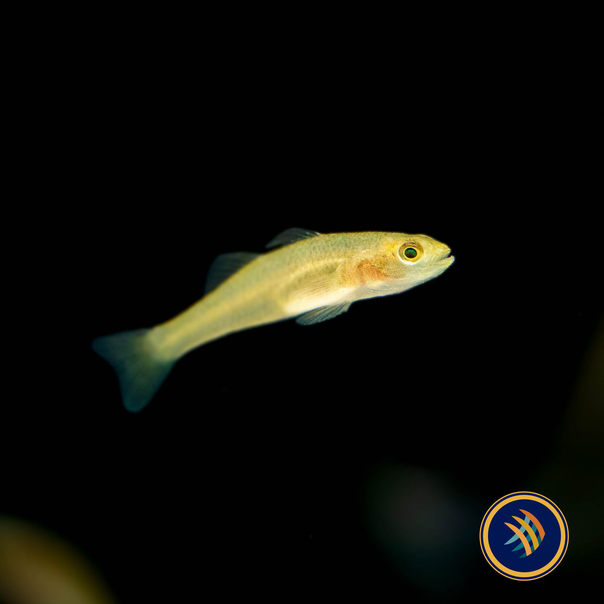 Golden Malili Goby (Mugilogobius rexi) | Other Livestock | Largest Tropical Fish Selection at Your Local Fish Store