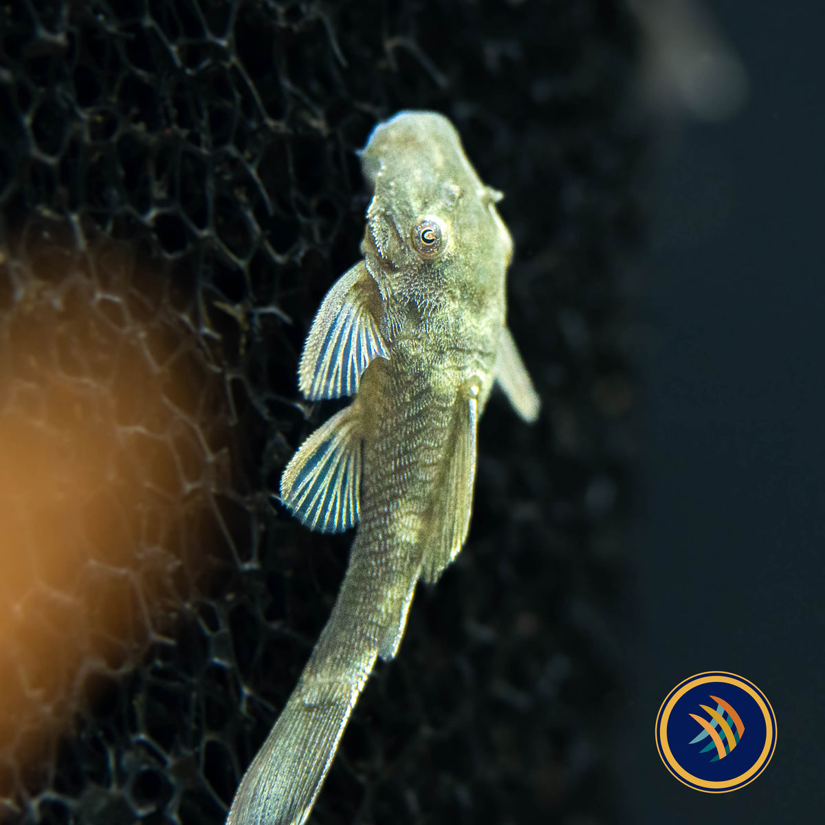 Green Dragon Short-Fin Ancistrus Pleco (PlecoCeramics) | Catfish Loaches & Plecos | Largest Tropical Fish Selection at Your Local Fish Store