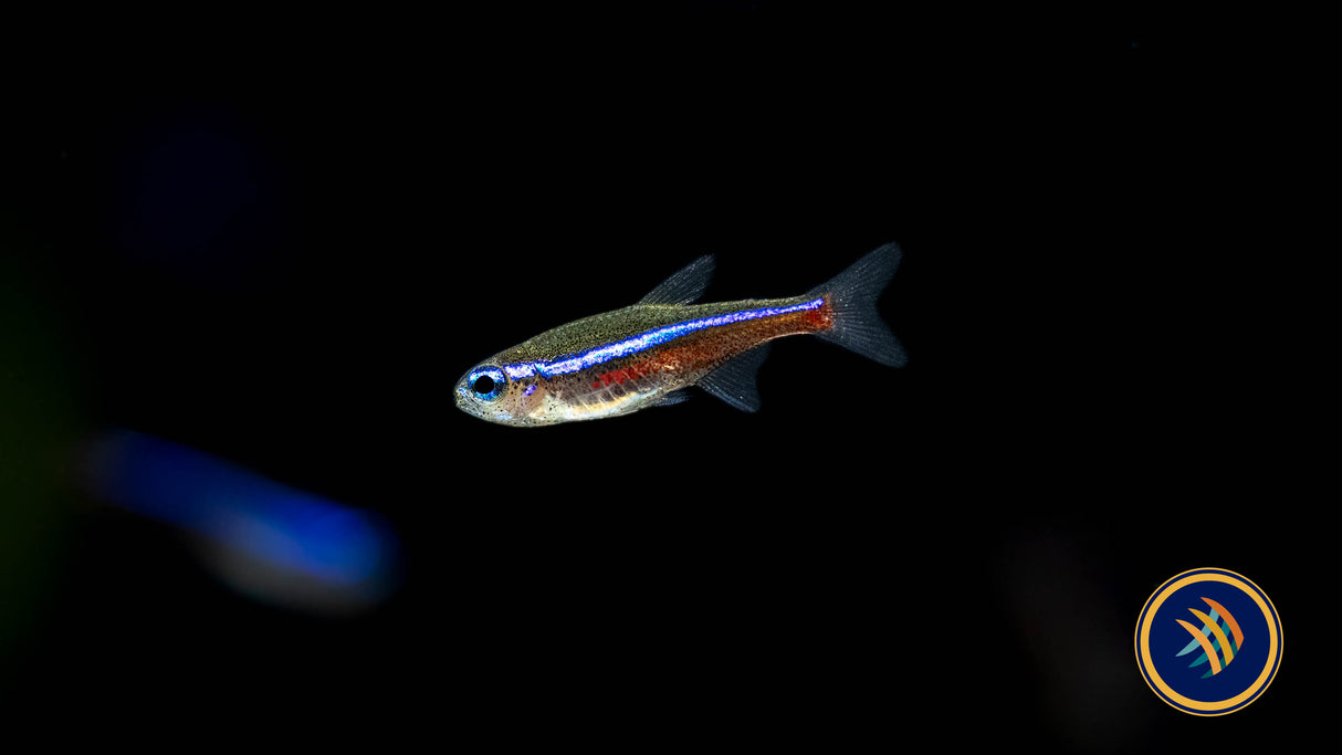 Green Neon Tetra (Paracheirodon simulans) 1.6cm | Tetras Rasboras & Pencilfish | Largest Tropical Fish Selection at Your Local Fish Store