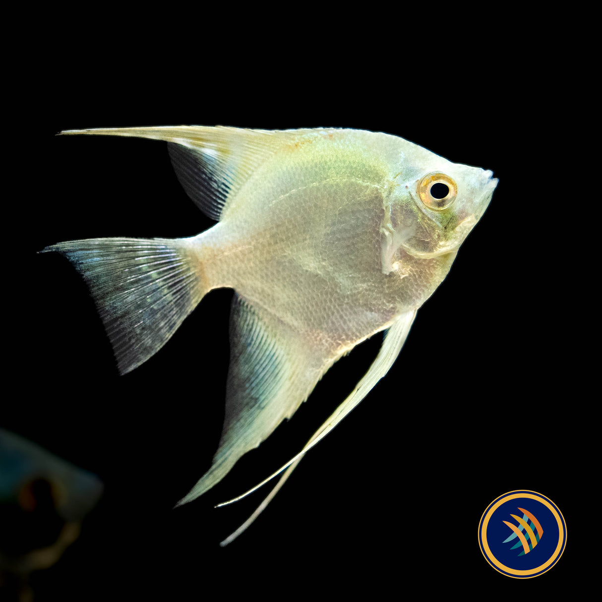 Green Sapphire Angel Fish (Pterophyllum scalare) 4-5cm | Cichlids Badis & Gouramis | Largest Tropical Fish Selection at Your Local Fish Store