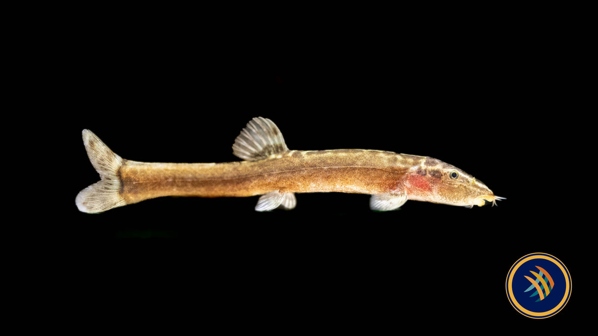 Guilin Loach (Leptobotia guilinensis) | Catfish Loaches & Plecos | Largest Tropical Fish Selection at Your Local Fish Store