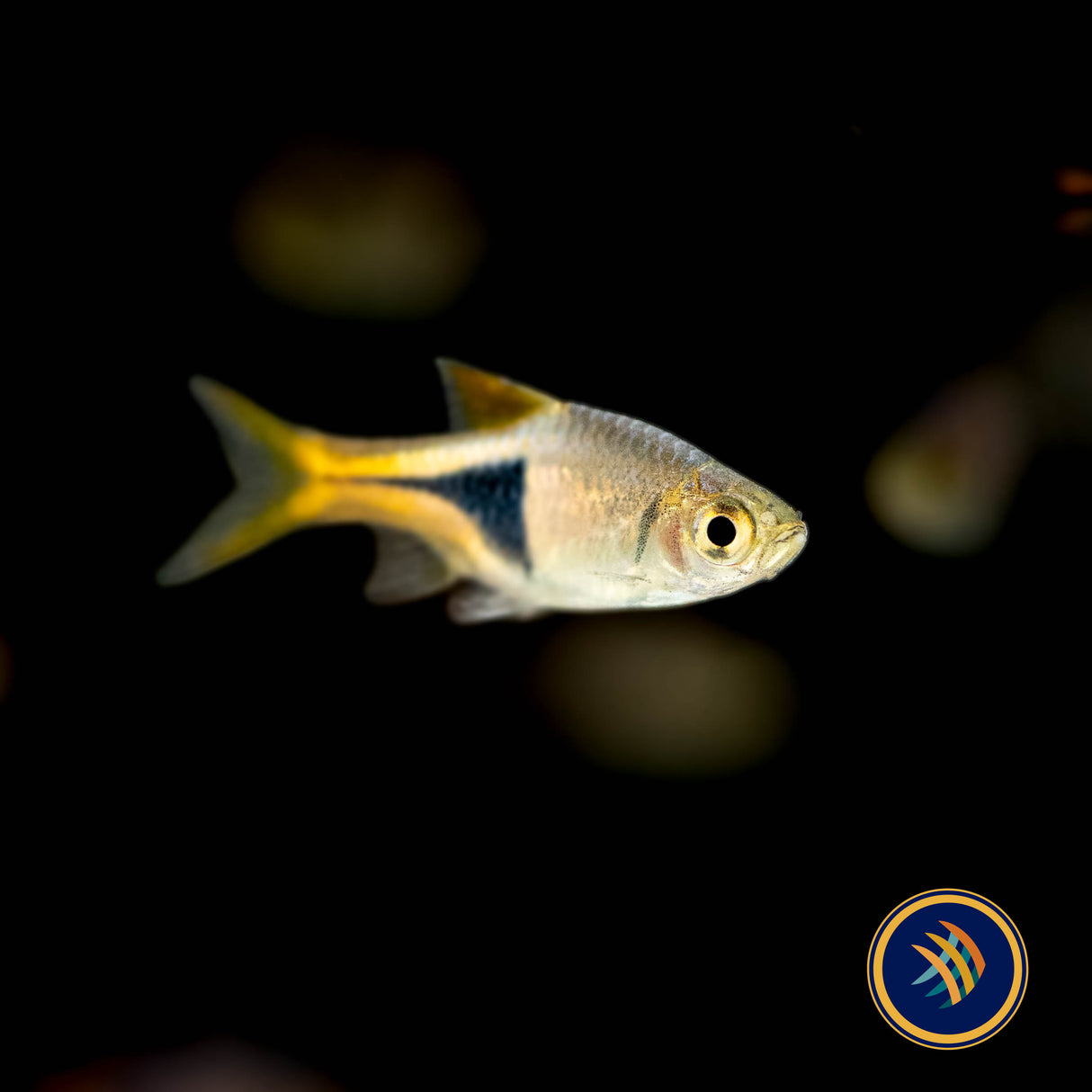 Harlequin Rasbora (Trigonostigma heteromorpha) 2-2.5cm | Tetras Rasboras & Pencilfish | Largest Tropical Fish Selection at Your Local Fish Store