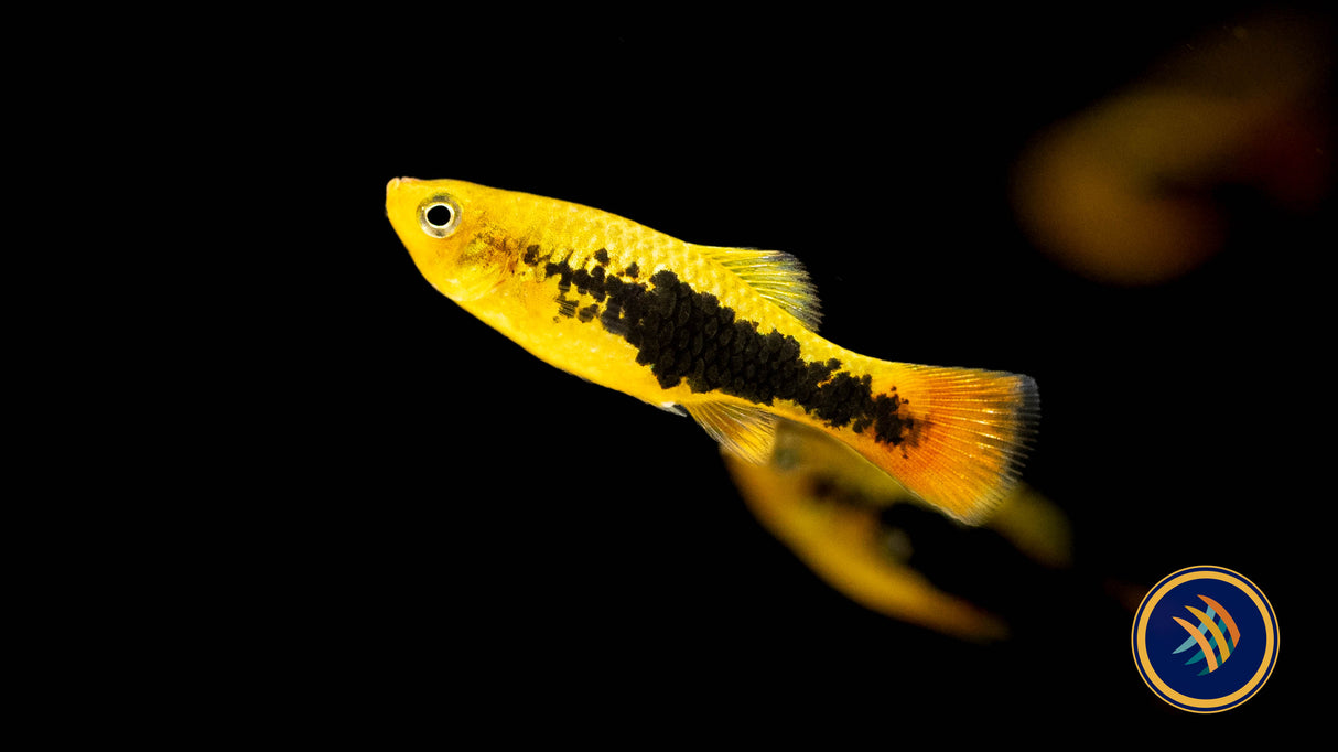Hawaii Platy (Variatus) 3.5-4cm | Livebearers | Largest Tropical Fish Selection at Your Local Fish Store
