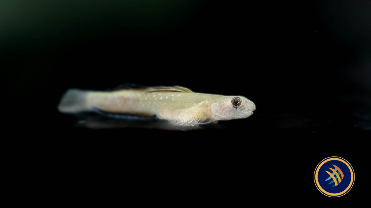 High Fin Rainbow Goby (Sicyopus cebuensis) | Catfish Loaches & Plecos | Largest Tropical Fish Selection at Your Local Fish Store