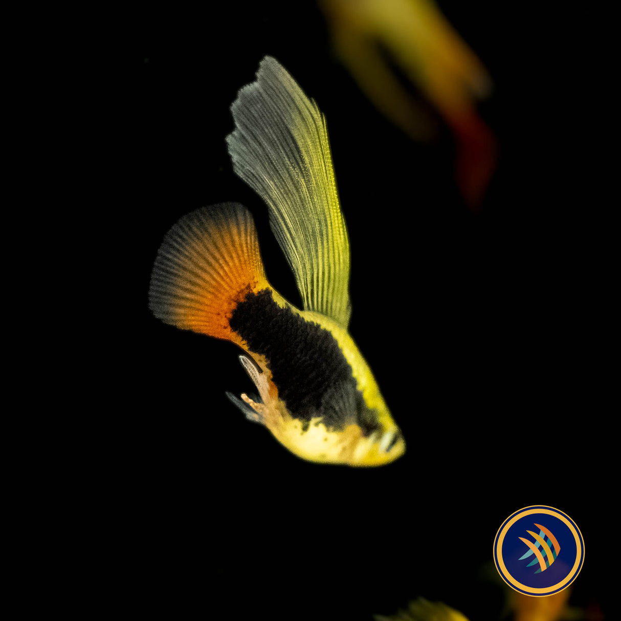 Premium Assorted Highfin Variatus Platy (Xiphophorus variatus) | Livebearers | Largest Tropical Fish Selection at Your Local Fish Store