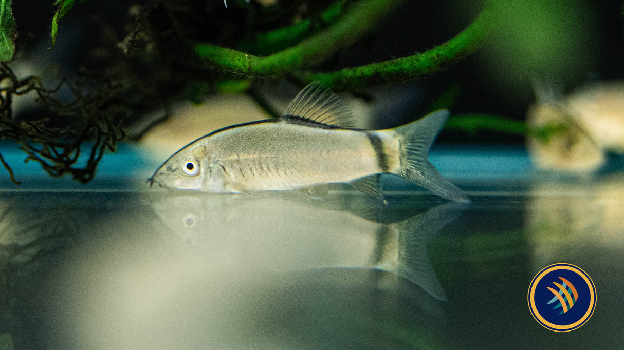 Hora's Skunk Loach (Yasuhikotakia morleti) | Catfish Loaches & Plecos | Largest Tropical Fish Selection at Your Local Fish Store