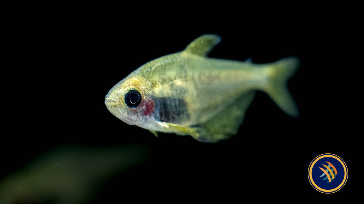 Hyphessobrycon Bifasciatus 'Ghost' | Tetras Rasboras & Pencilfish | Largest Tropical Fish Selection at Your Local Fish Store