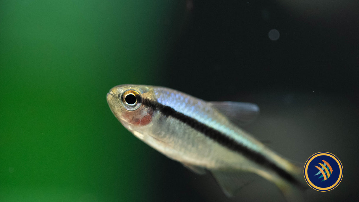 Imperial Lapis Tetra 2.5cm | Tetras Rasboras & Pencilfish | Largest Tropical Fish Selection at Your Local Fish Store