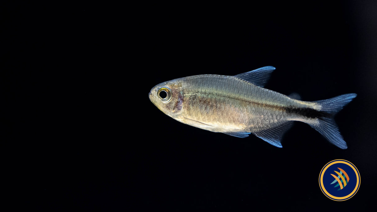 Hyphessobrycon Infernalis 'Infernal Tetra' (Aquarium Glaser) (Female) | Tetras Rasboras & Pencilfish | Largest Tropical Fish Selection at Your Local Fish Store