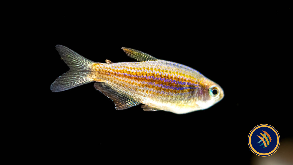 Scratched Inpa Tetra (Inpaichthys parauapiranga) - Locally Bred - Medium | Tetras Rasboras & Pencilfish | Largest Tropical Fish Selection at Your Local Fish Store