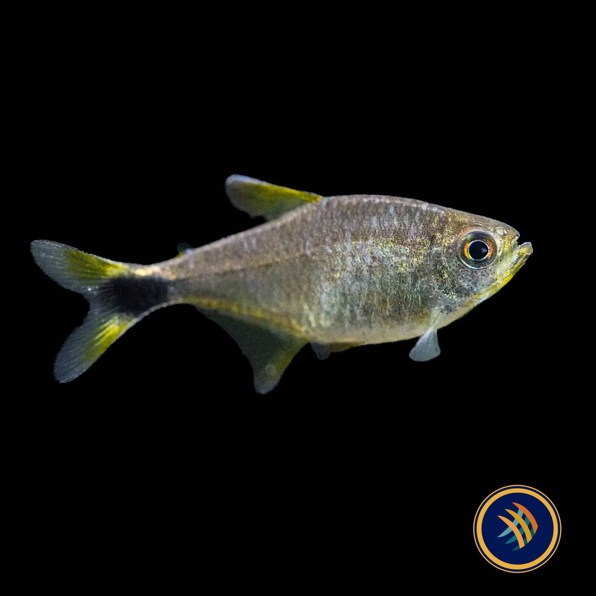 Junior Tetra (Hyphessobrycon robustulus)
