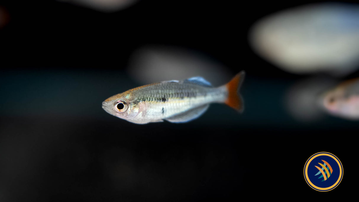 Kali Tawa Rainbowfish (Melanotaenia sp.) | Rainbowfish Killifish & Danios | Largest Tropical Fish Selection at Your Local Fish Store