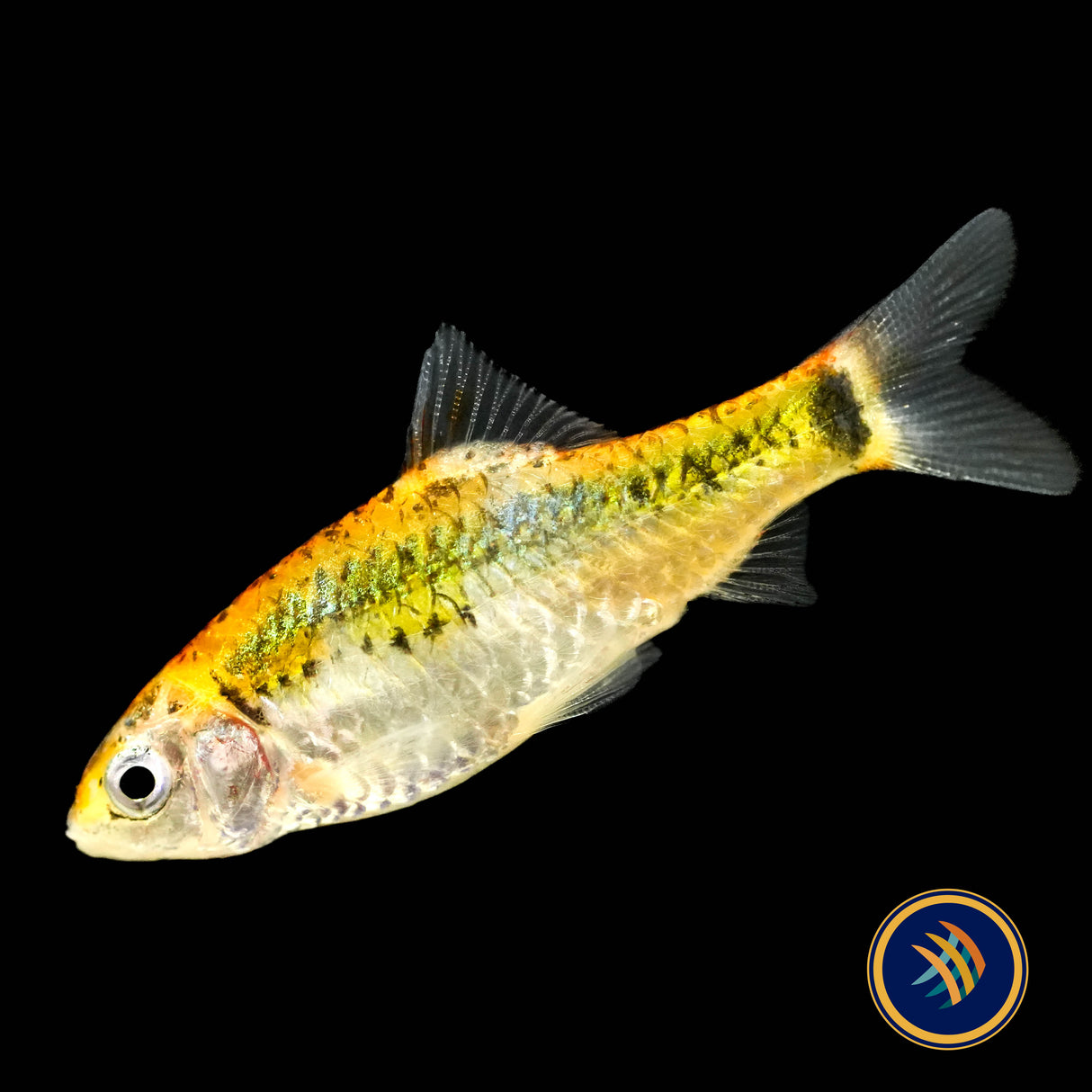 Koi Gold Barb (Barbus schuberti "Koi") Aquarium Glaser Sm-Med | Goldfish Barbs & Minnows | Largest Tropical Fish Selection at Your Local Fish Store