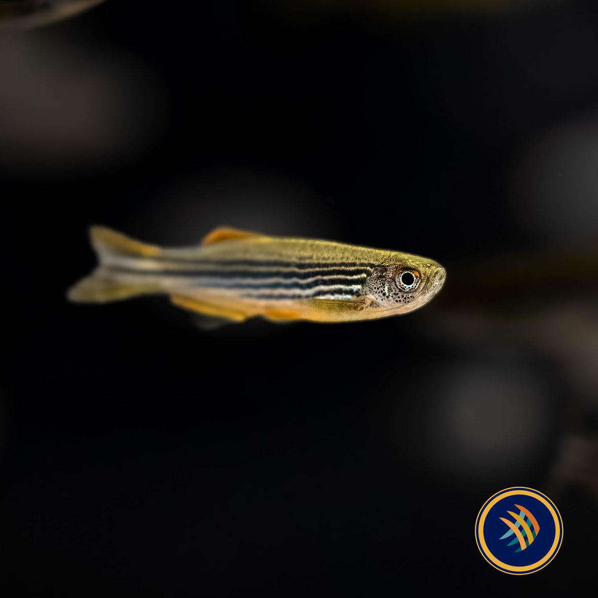 Kyathit Danio | Rainbowfish Killifish & Danios | Largest Tropical Fish Selection at Your Local Fish Store