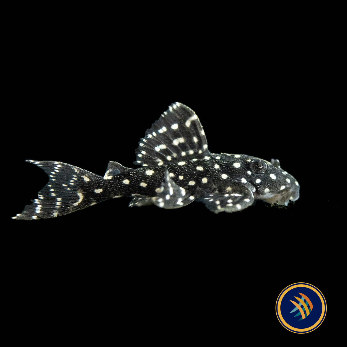 L136b Hypancistrus Pleco (PlecoCeramics) | Catfish Loaches & Plecos | Largest Tropical Fish Selection at Your Local Fish Store