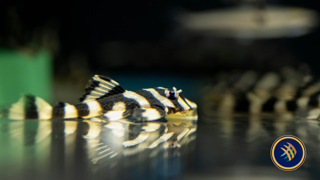 L168 Atabapo Butterfly Pleco (Dekeyseria picta) | Catfish Loaches & Plecos | Largest Tropical Fish Selection at Your Local Fish Store