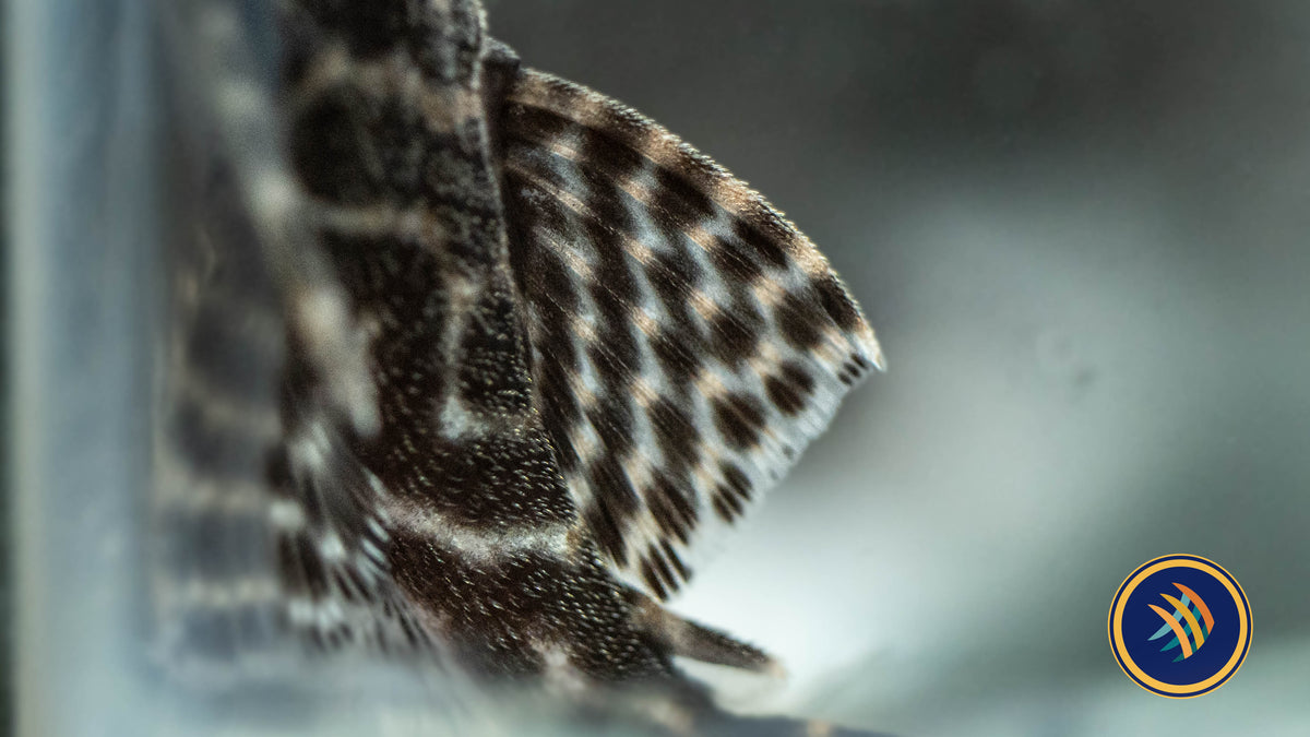 L236 Hypancistrus Pleco 2.5"-3" (Locally Bred) | Catfish Loaches & Plecos | Largest Tropical Fish Selection at Your Local Fish Store