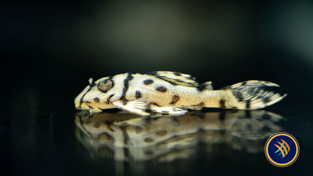 L236 Super Yellow Hypancistrus Pleco (PlecoCeramics) | Catfish Loaches & Plecos | Largest Tropical Fish Selection at Your Local Fish Store