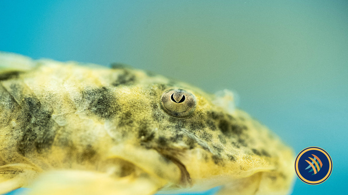 L243 Peckoltia Orange Tiger Pleco (Peckoltia wernekei) | Catfish Loaches & Plecos | Largest Tropical Fish Selection at Your Local Fish Store