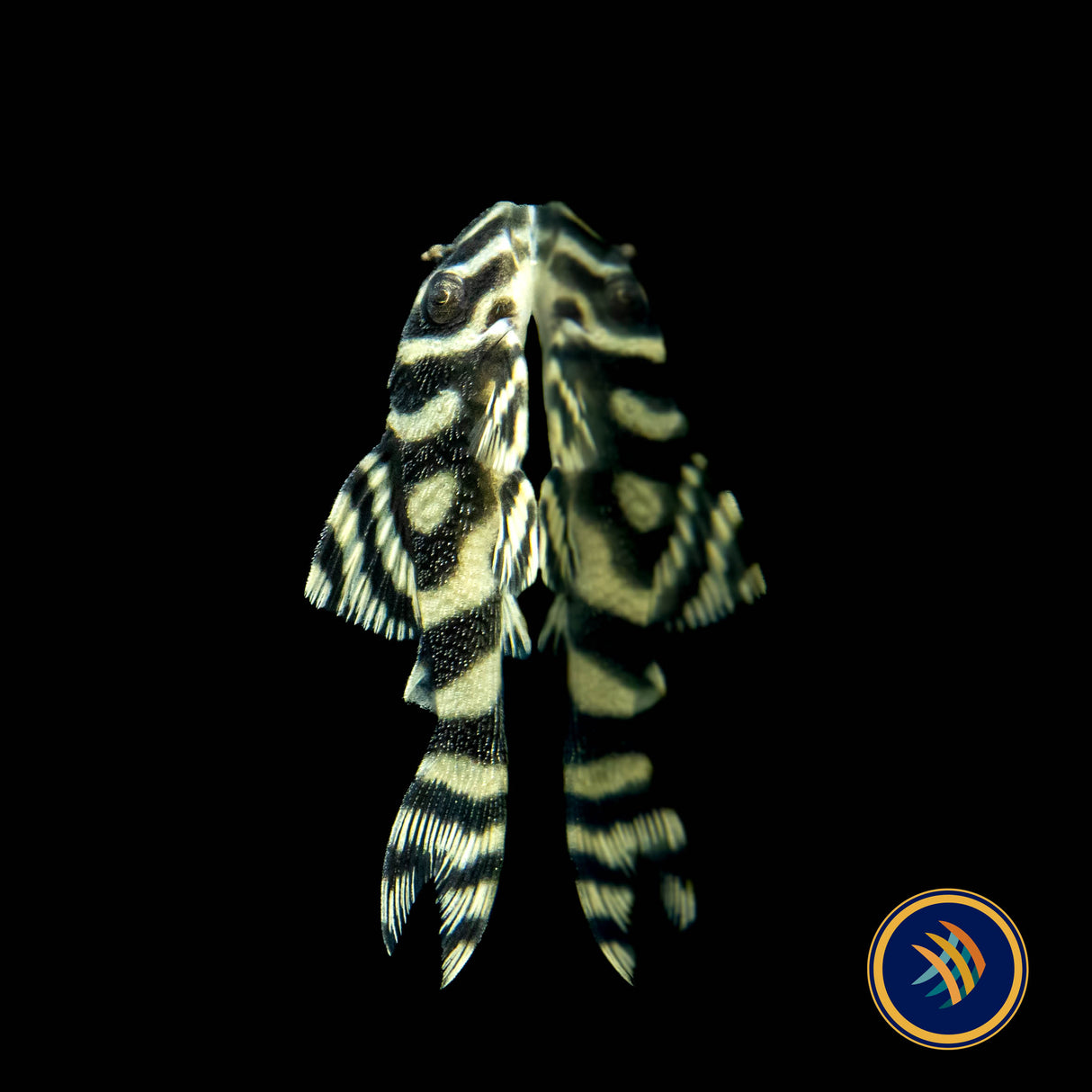 L333 Hypancistrus Gold Grade A Pleco (Plecoceramics) | Catfish Loaches & Plecos | Largest Tropical Fish Selection at Your Local Fish Store