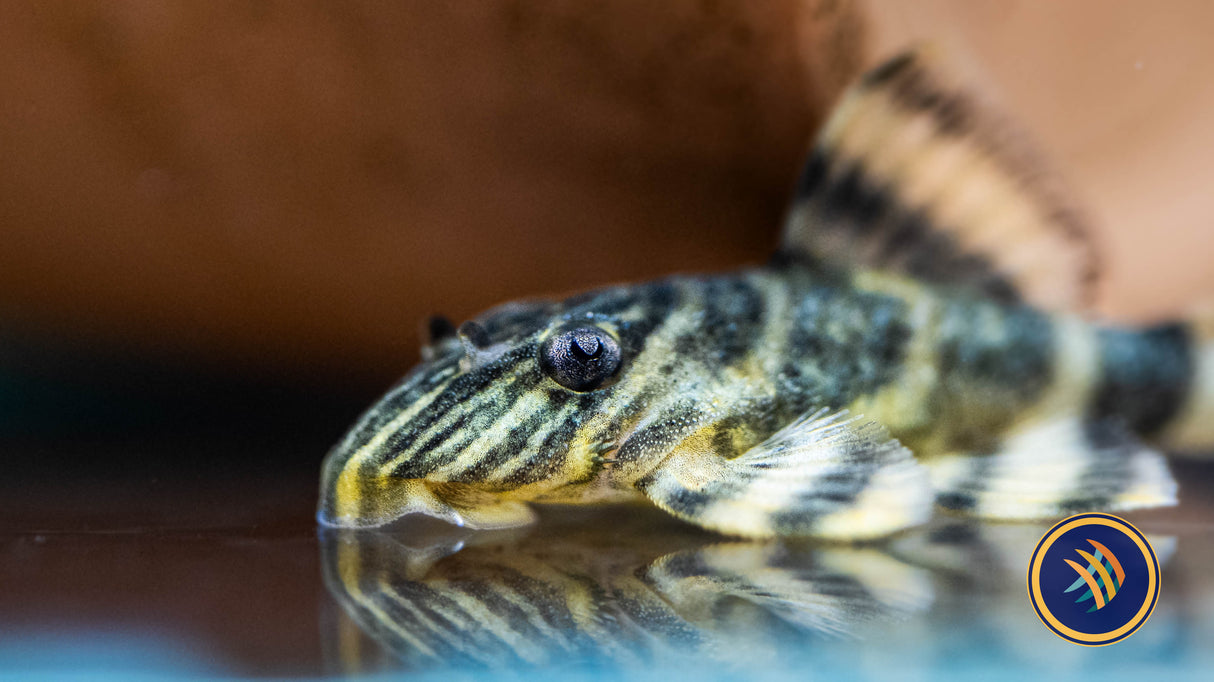 L398 Pleco 2" | Catfish Loaches & Plecos | Largest Tropical Fish Selection at Your Local Fish Store