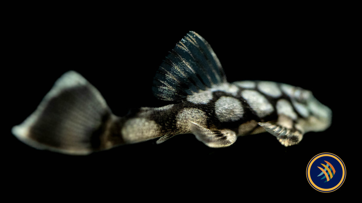 L519 Ancistrus Kiefneri "Honeycomb" Bristlenose Pleco (Plecoceramics) | Catfish Loaches & Plecos | Largest Tropical Fish Selection at Your Local Fish Store