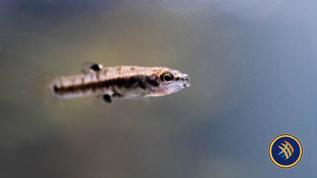 Least Killifish (Heterandria formosa) Medium (Aquarium Glaser) | Livebearers | Largest Tropical Fish Selection at Your Local Fish Store