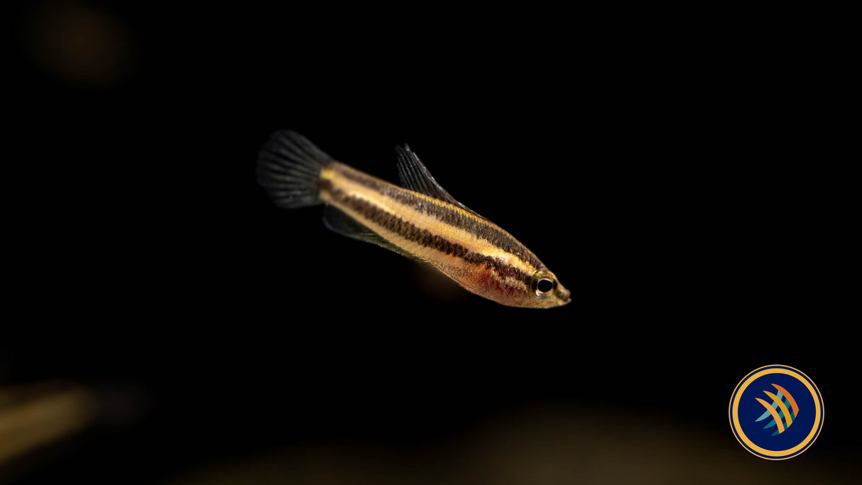 Linkei Liquorice Gourami (Parosphromenus linkei) 2.5-3cm | Cichlids Badis & Gouramis | Largest Tropical Fish Selection at Your Local Fish Store