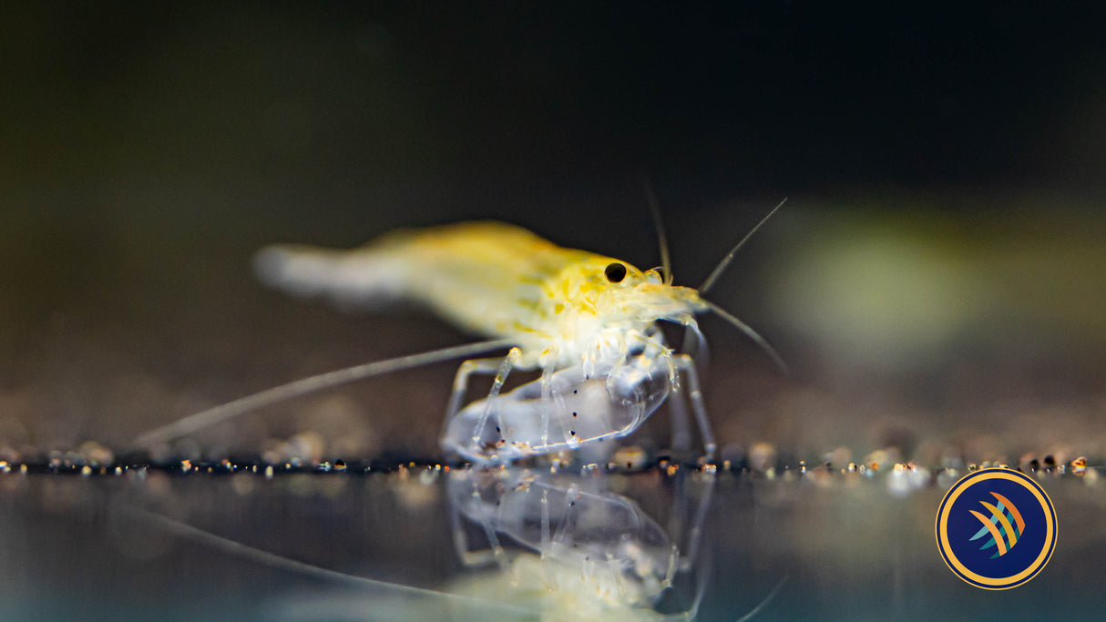 Lime Yellow Amano Shrimp (Caridina Japonica) | Snails Shrimp Crayfish Crabs | Largest Tropical Fish Selection at Your Local Fish Store