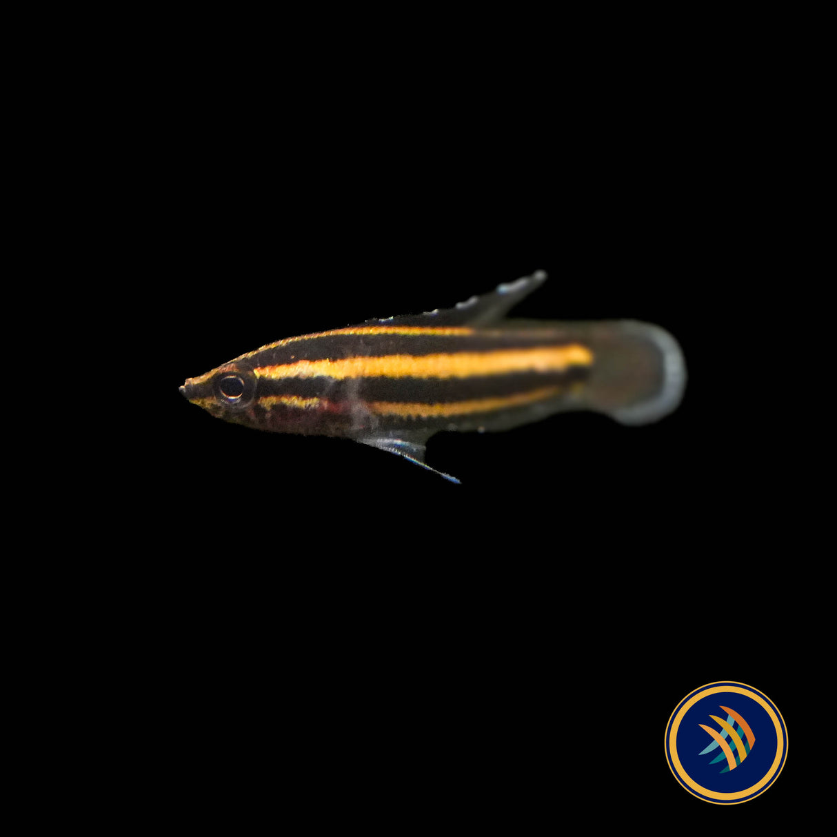 Liquorice Gourami (Parosphromenus phoenicurus)