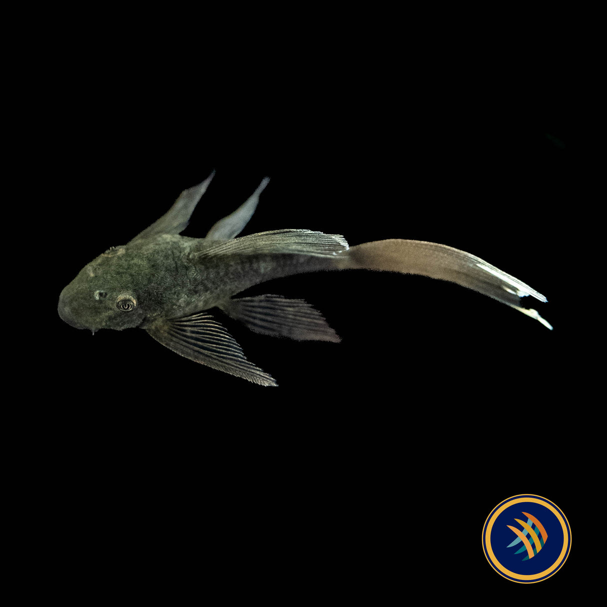 Green Dragon Long-Fin Ancistrus Pleco (2+") (PlecoCeramics) | Catfish Loaches & Plecos | Largest Tropical Fish Selection at Your Local Fish Store