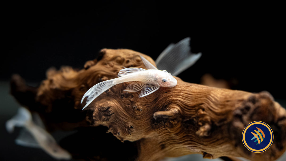 Snow White Long Fin Bristlenose (PlecoCeramics) | Catfish Loaches & Plecos | Largest Tropical Fish Selection at Your Local Fish Store