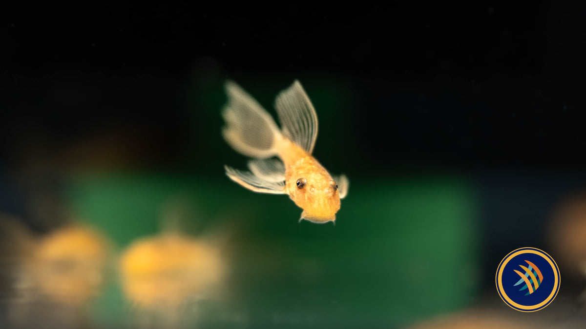 Super Red Long Fin Bristlenose Pleco (PlecoCeramics) | Catfish Loaches & Plecos | Largest Tropical Fish Selection at Your Local Fish Store