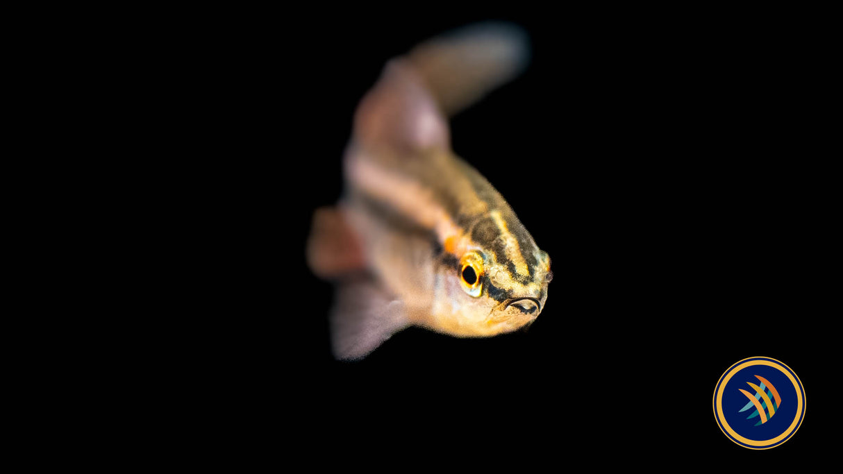 Longfin Cherry Barb (Puntius titteya) | Goldfish Barbs & Minnows | Largest Tropical Fish Selection at Your Local Fish Store