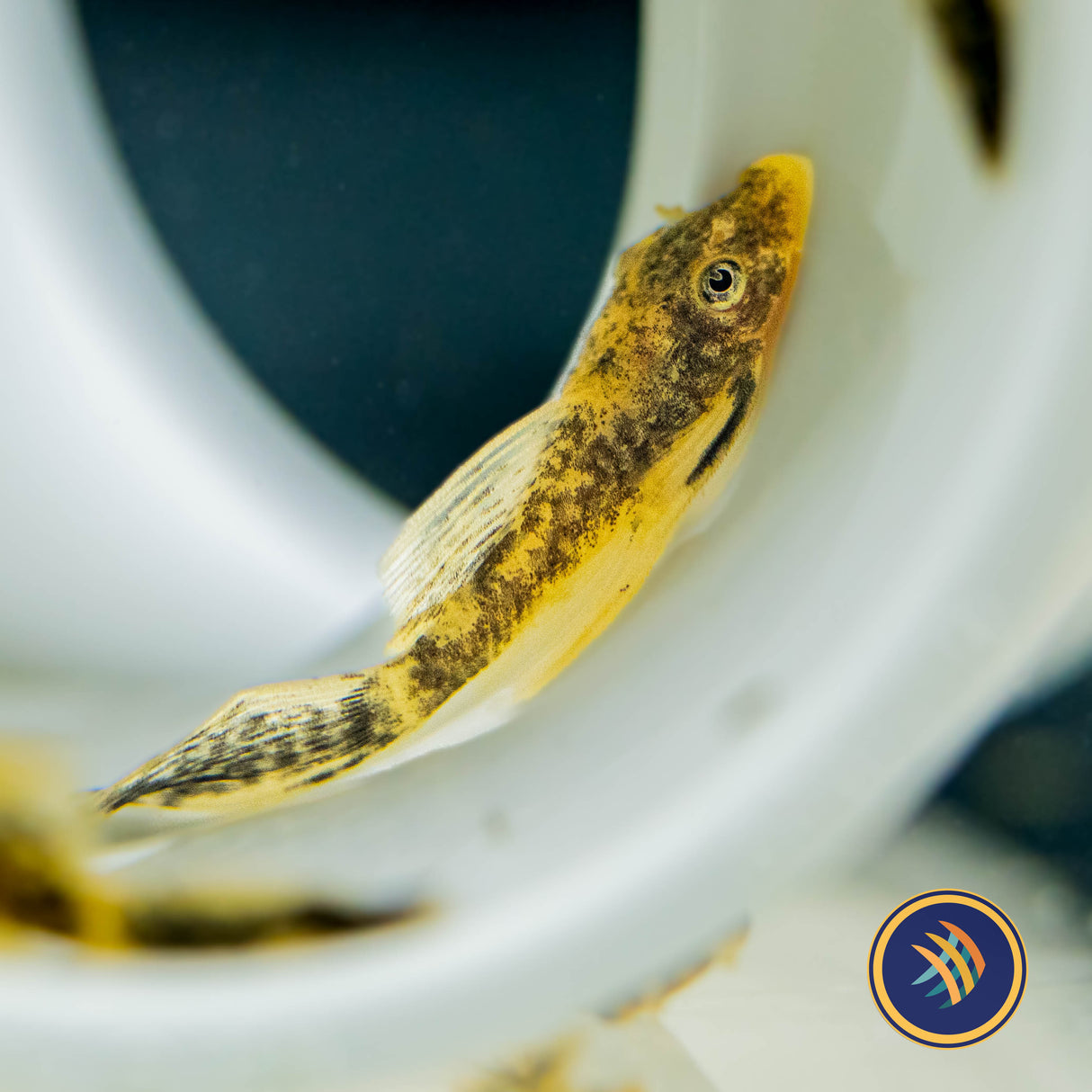 Calico Longfin Bristlenose Pleco 3-4cm | Catfish Loaches & Plecos | Largest Tropical Fish Selection at Your Local Fish Store